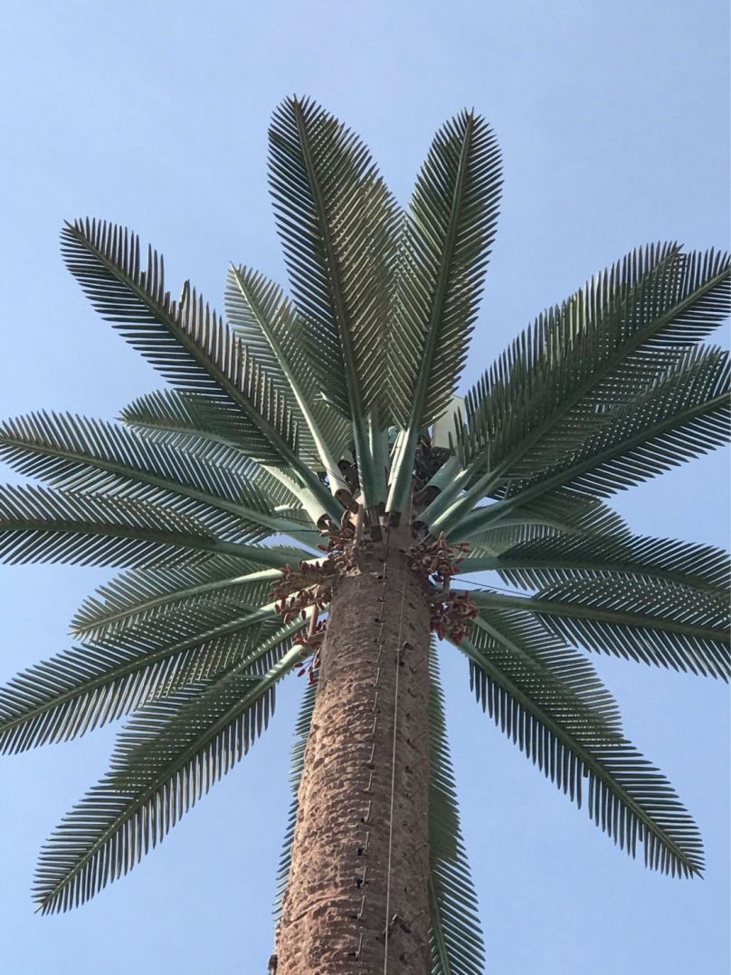 Camouflaged Palm Tree Tower in Oman